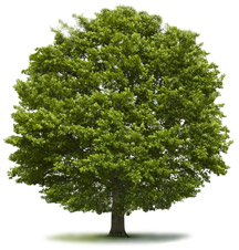 Ein Baum